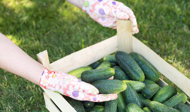 Woman holding a freshly harvested cucumbers. Local farming, harvesting concept