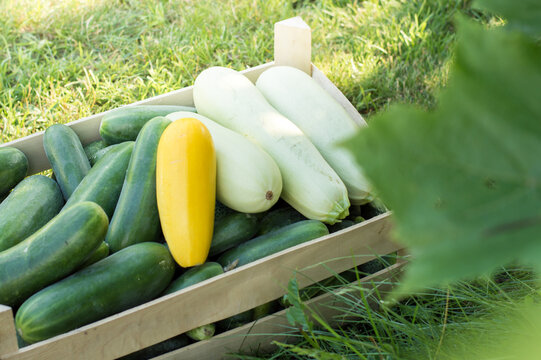 Fresh healthy green courgettes and cucumbers in wooden box the open air on grass