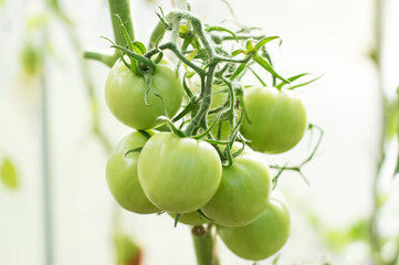 Green Tomatoes in a greenhouse, close-up. Ripening tomato