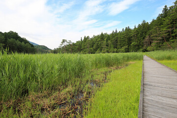 徳島県三好市　黒沢湿原の風景