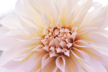 Foto auf Acrylglas white dahlia flower © pcperle