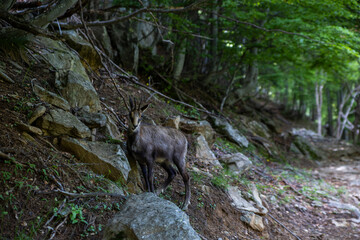 a chamois walks in the woods of the Gesso Valley
