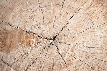 tree stump texture background