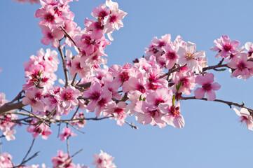The cherry blossoms in the park are in full bloom.