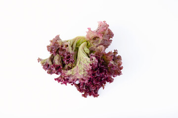 Red oak lettuce organic vegetable on white background