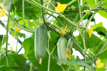 Cucumbers growing in the greenhouse. Flowers and cucumber ovaries. Close-up.