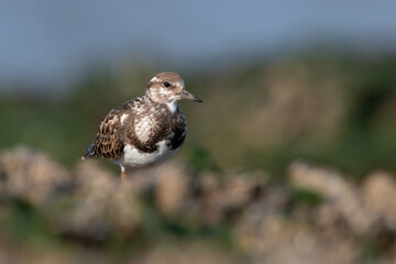 Ruddy Turnstone (Arenaria interpres) searching for food in Mussel Beds (Mytilus edulis) on the Norfolk coast