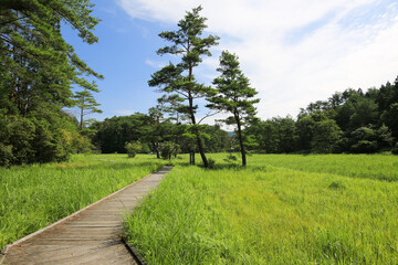 Fototapeta na wymiar 徳島県三好市　黒沢湿原の風景
