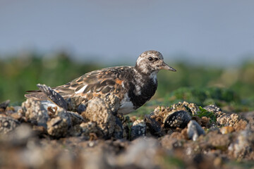 Ruddy Turnstone (Arenaria interpres) searching for food in Mussel Beds (Mytilus edulis) on the Norfolk coast