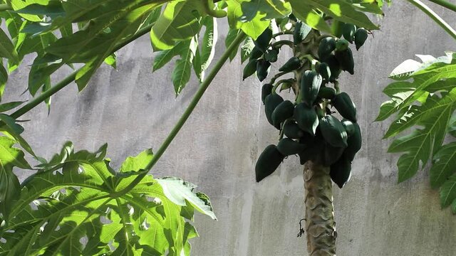 Carica papaya standing next to a gray concrete wall swaying beautifully in a breeze with a bunch of young green fruits, also known as papaya, papaw or pawpaw.
