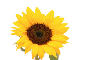 Yellow sunflower on a white background