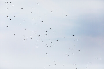 The flock of song birds migrating in autumn to the south