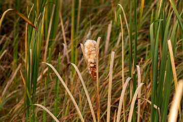 Common Cattail. Reed seeds in autumn