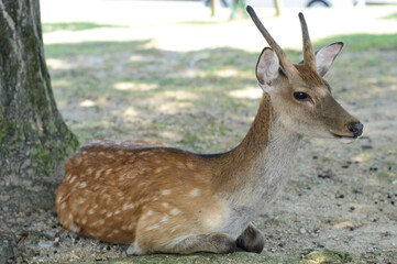 A deer sitting down relaxing under a tree in the middle of summer at Nara Park, Japan