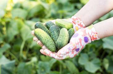 Freshly picked crop of cucumbers in the women's hands. The farmer is holding in his hands ripe cucumbers in the background of the summer garden, close-up