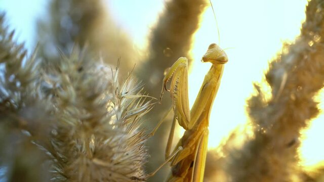 The praying mantis is sitting at the spicule of wheatear and flapping wings. Little bug clutching the grass plant and moves it's arms. Theme of small insects and their life in a big world.