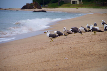 砂浜で飛び立つカモメの群れ　京都府　海岸の風景