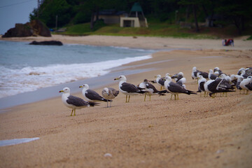 砂浜で飛び立つカモメの群れ　京都府　海岸の風景