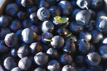 Freshly picked blueberries