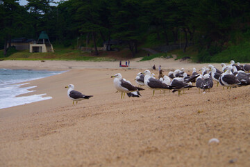 砂浜で飛び立つカモメの群れ　京都府　海岸の風景