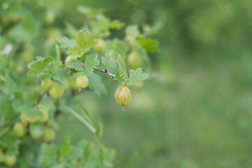 Growing gooseberries in the country. A gooseberry branch with unripe green berries in spring on a Sunny day in the garden close-up with a blurred background.