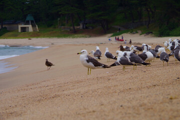 砂浜で飛び立つカモメの群れ　京都府　海岸の風景