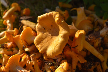 freshly picked chanterelles