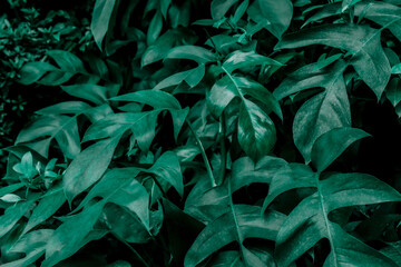 Fototapeta na wymiar tropical leaves,( Philodendron) green foliage in jungle, nature background