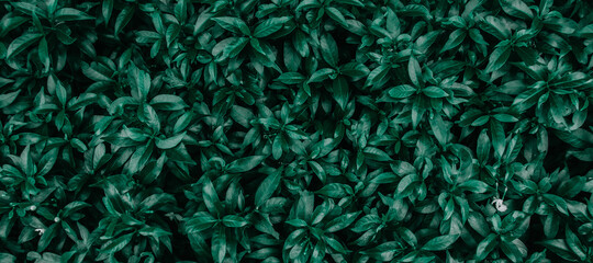 tropical leaves, abstract green leaves texture, nature background