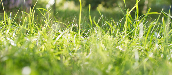 green grass closeup with sunbeams texture and background