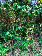Impenetrable bamboo thickets have grown like a wall. Summer, vacation in Thailand.