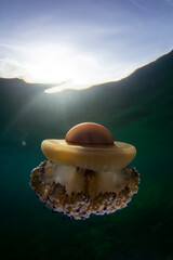 Fried egg jellyfish in Marmara sea