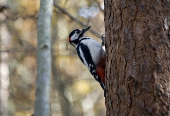 Wild woodpecker in the autumn forest.