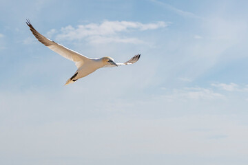 Gannets in flight on their breeding colony at Helgoland - with emphasis on movement - flash photography.
