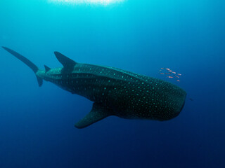 Fototapeta premium Walhai beim Tauchen