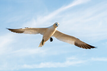 Gannets in flight on their breeding colony at Helgoland - with emphasis on movement - flash photography.