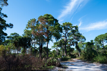 Obraz premium Landscape of Honeymoon Island State Park in Florida