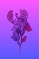 Posterized image of a blooming iris. Vector illustration. Blue-pink gradient.