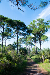 Landscape of Honeymoon Island State Park in Florida