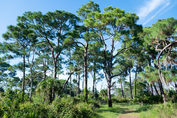 Landscape of Honeymoon Island State Park in Florida