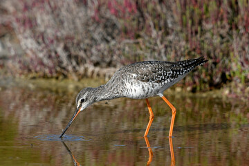 Dunkler Wasserläufer (Tringa erythropus) - Spotted redshank