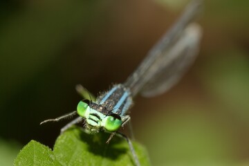 Damselfly Zygoptera female head detail