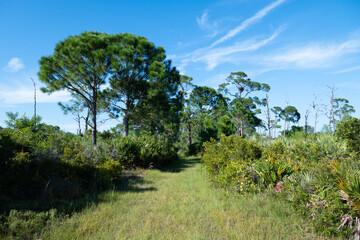 Obraz premium Landscape of Honeymoon Island State Park in Florida