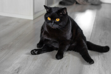Black cat. Scottish Straight cat. Black animal as a symbol of happiness. Ominous look. Friday the 13th symbol. Purebred pet. Superstitious omens. Yellow eyes. The cat is sitting or lying.