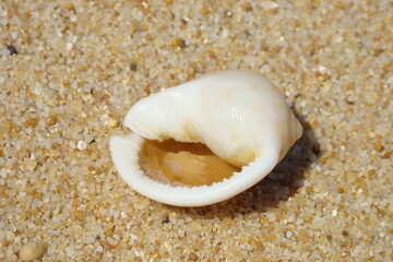 Sand Bonnet (Semicassis saburon)