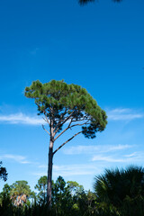 Landscape of Honeymoon Island State Park in Florida