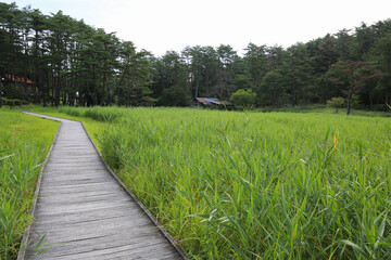 Fototapeta na wymiar 徳島県三好市　黒沢湿原の風景