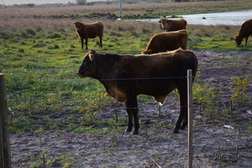 Cattle grazing on a farm in Brazil