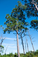 Landscape of Honeymoon Island State Park in Florida