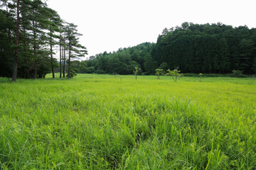 徳島県三好市　黒沢湿原の風景
